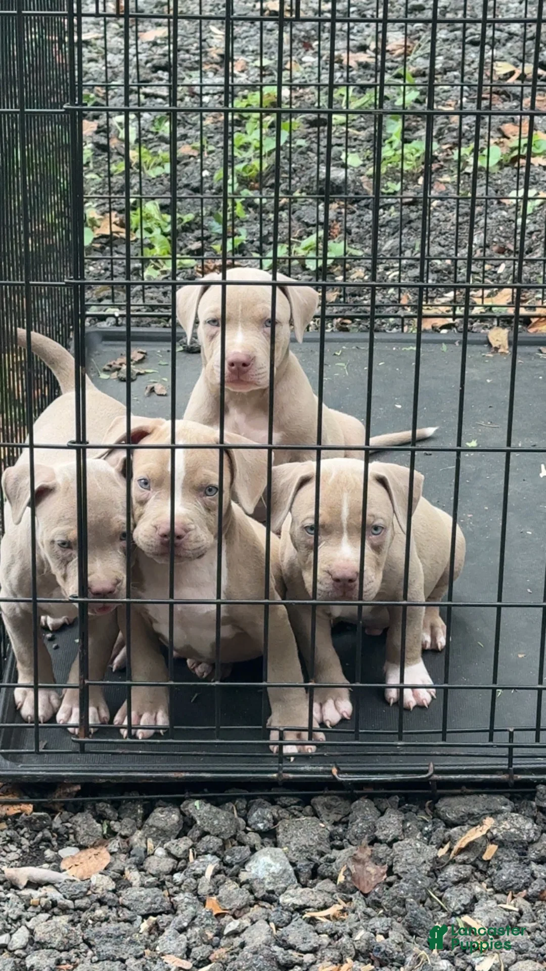 American Bully dogs for sale: American Bully 4 - Ad 1