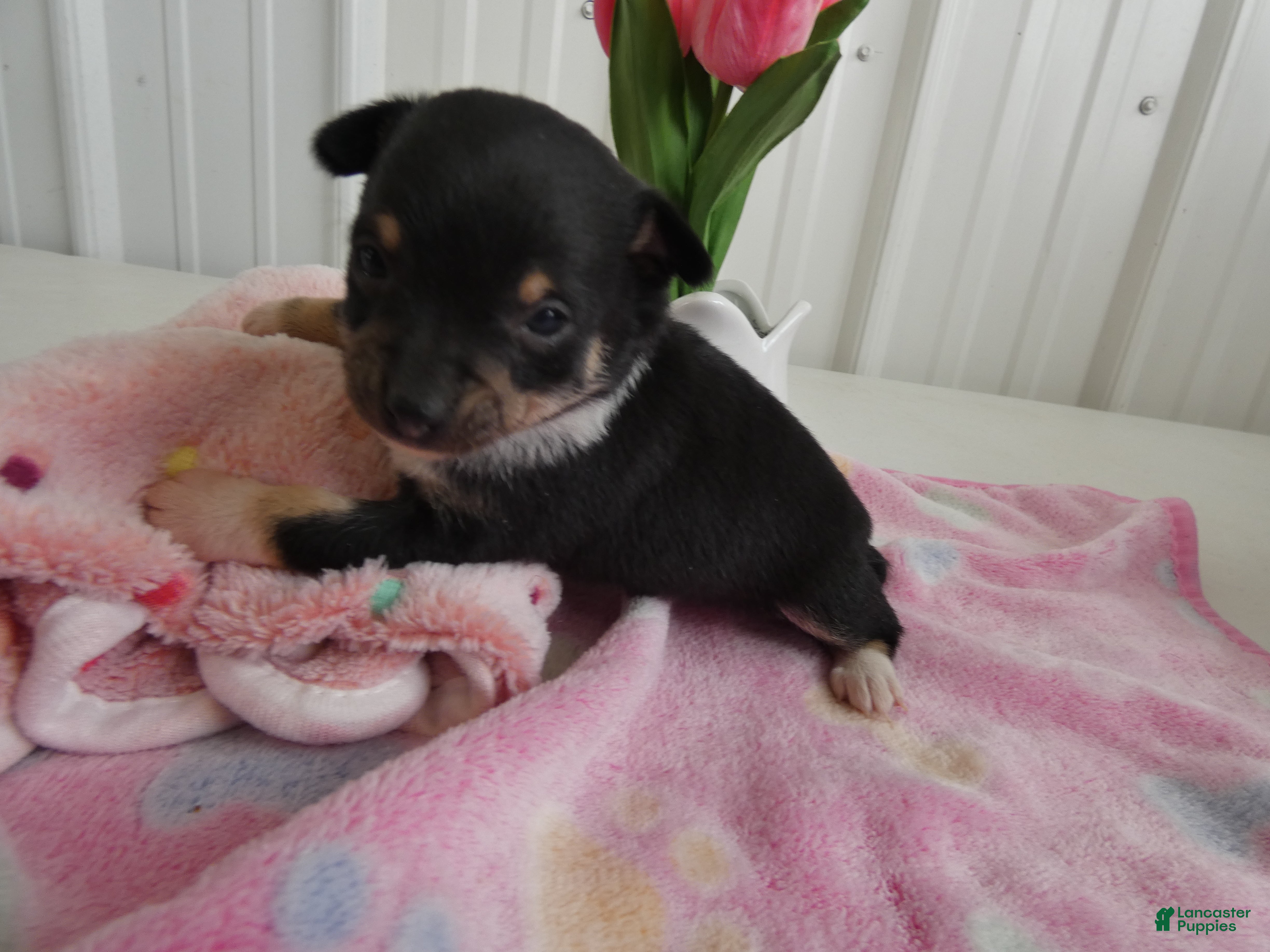 Chihuahua dogs Chihuahua Puppy 3 Score - Ad 24