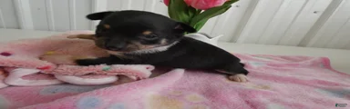 Chihuahua Puppy 3 Score