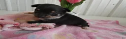 Chihuahua dogs for sale: Chihuahua Puppy 3 Score - Ad 1