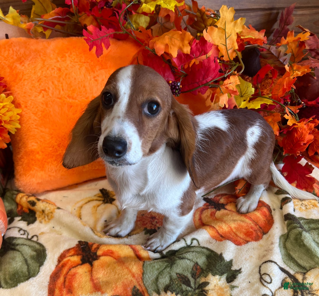 Dachshund dogs for sale: Zinger - Ad 3