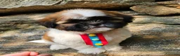 Shih Tzu dogs for sale: Shih Tzu 1 - Ad 2