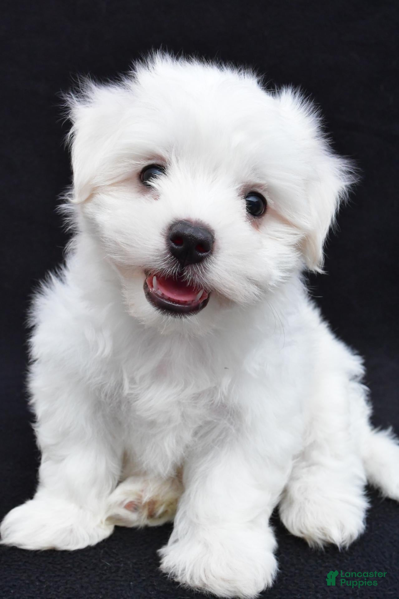 Maltese dogs Bo - Ad 1