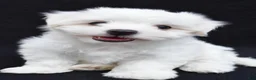 Maltese dogs for sale: Bo - Ad 1