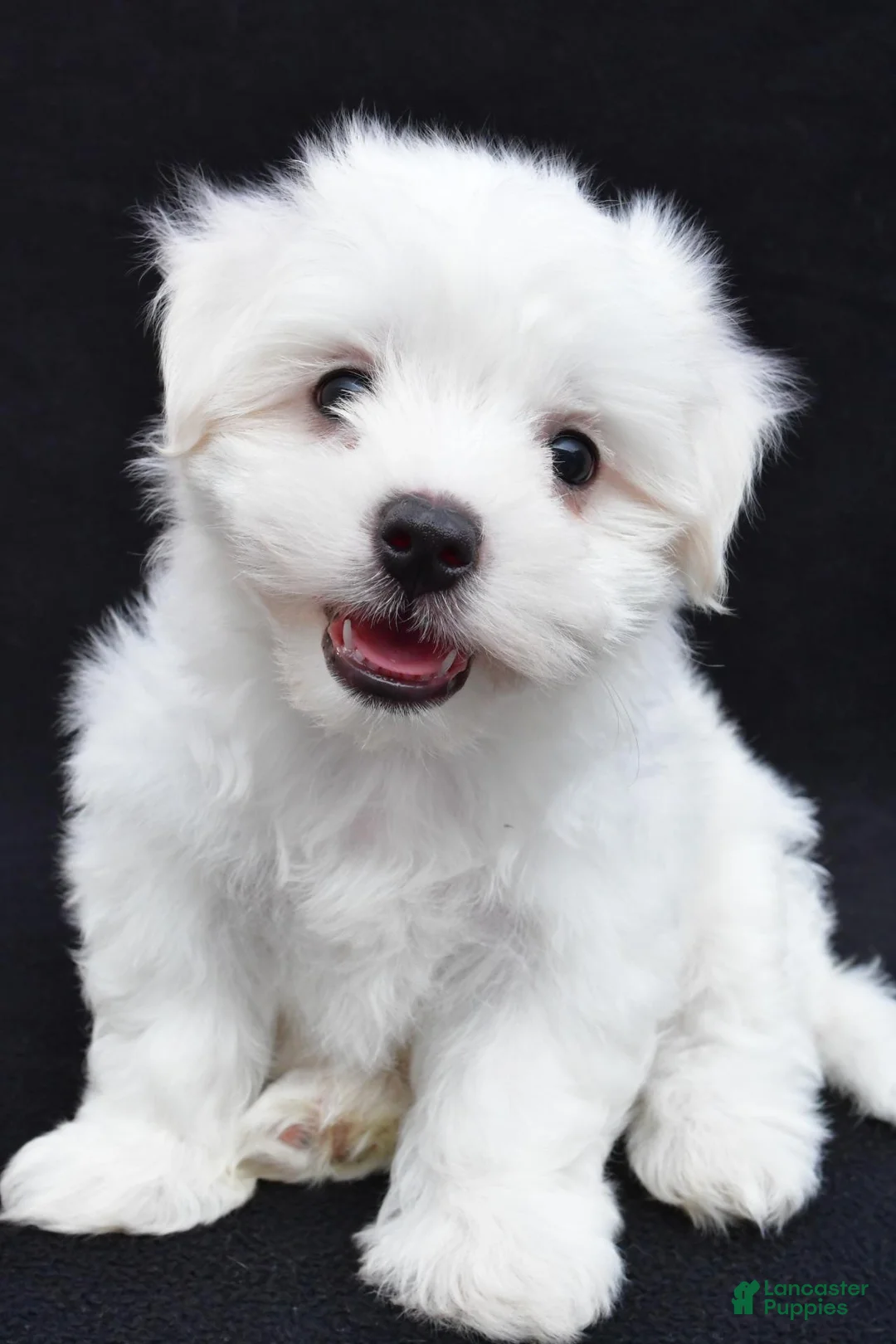 Maltese dogs for sale: Bo - Ad 1