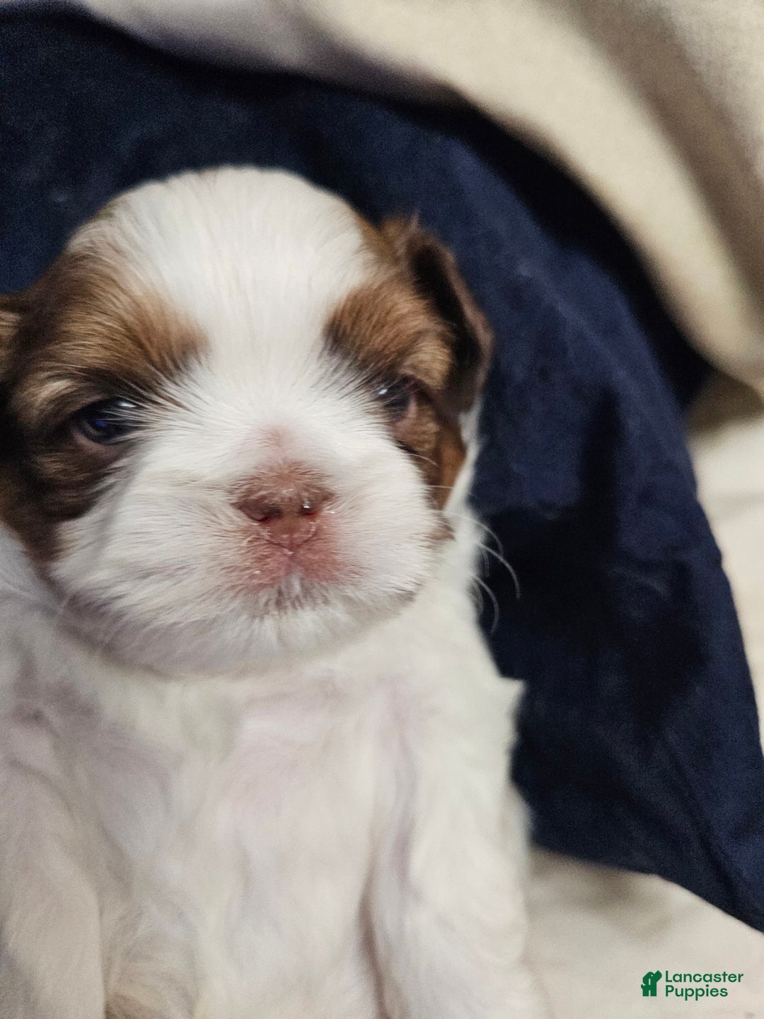 Shih Tzu dogs for sale: Yogi - Ad 1