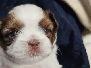 Shih Tzu dogs Yogi - Ad 32