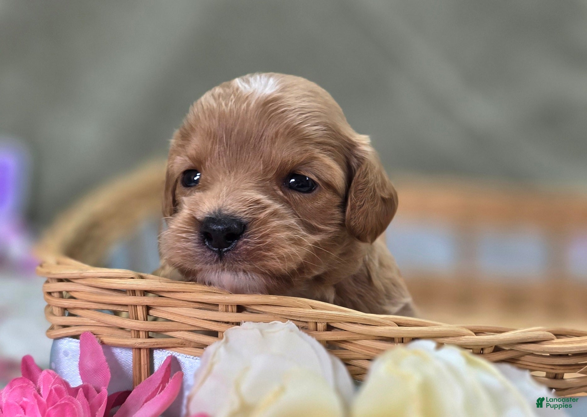 Cavapoo dogs Miles - Ad 26
