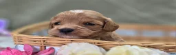 Cavapoo dogs for sale: Miles - Ad 25