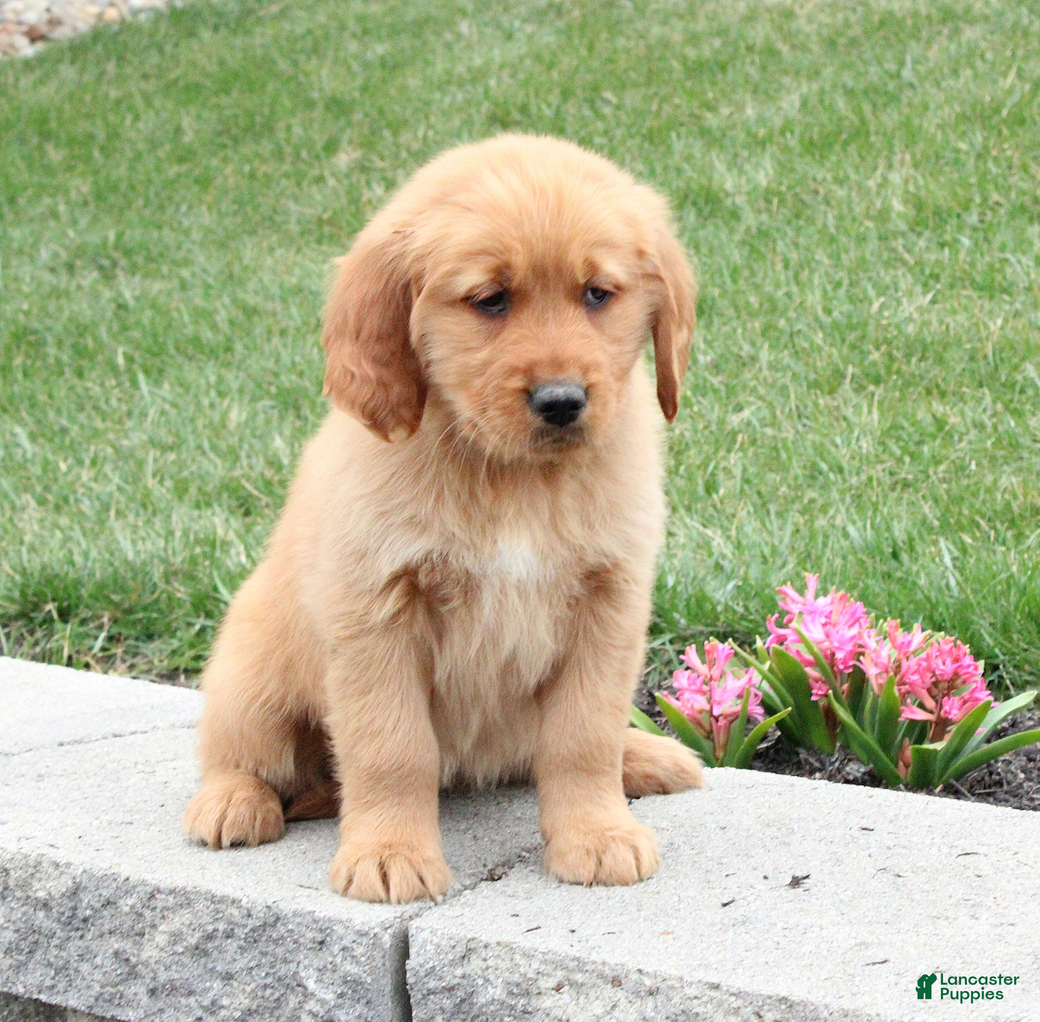 Golden Retriever dogs Tabby - Ad 1