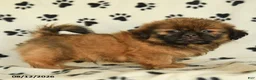 Shih Tzu dogs for sale: Zeke - Ad 1