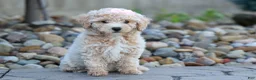 Bichpoo dogs for sale: 🐾 Olive 🐾 - Ad 3