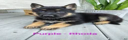 German Shepherd dogs for sale: Rhoda - Ad 1