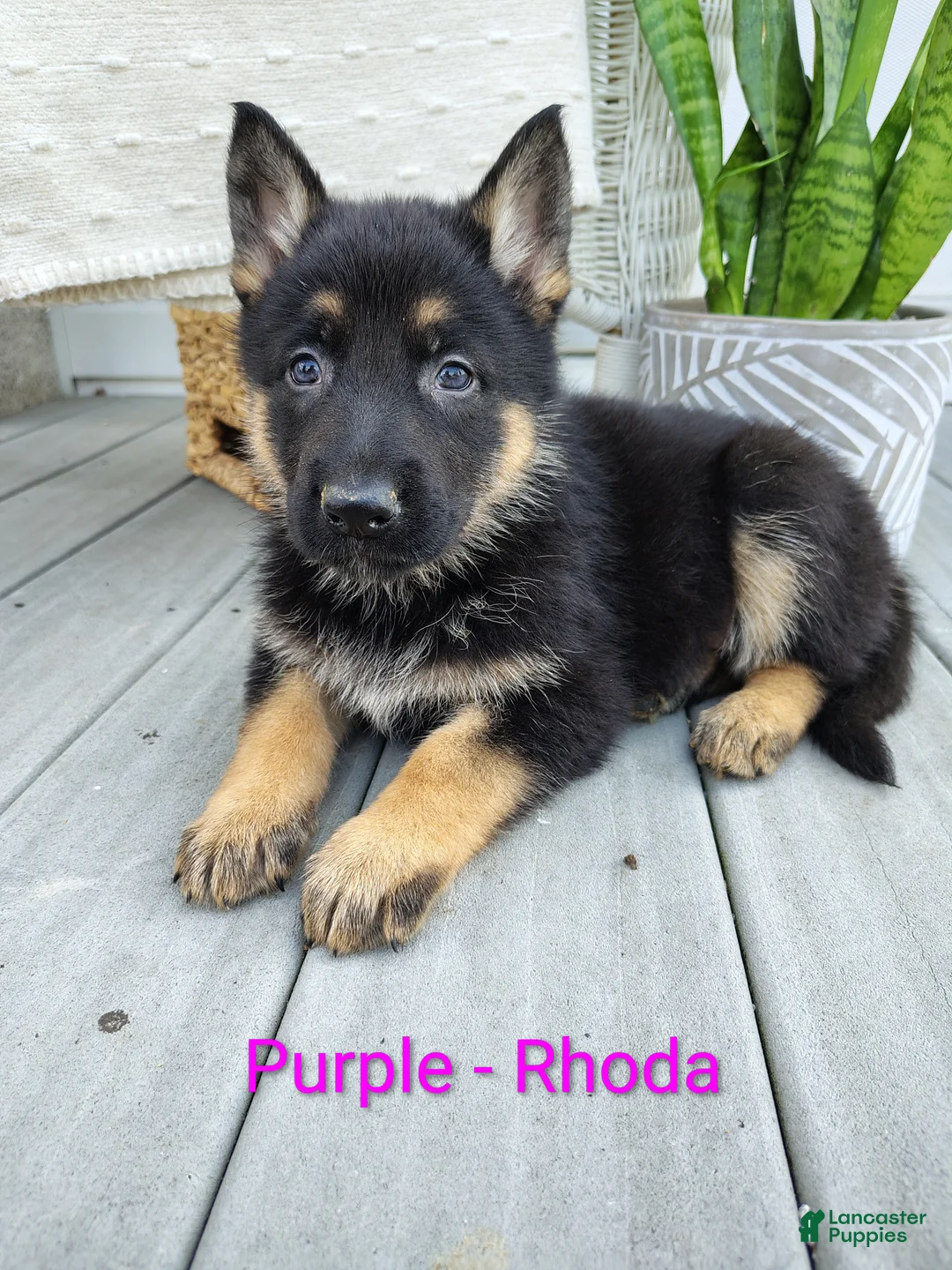 German Shepherd dogs for sale: Rhoda - Ad 1