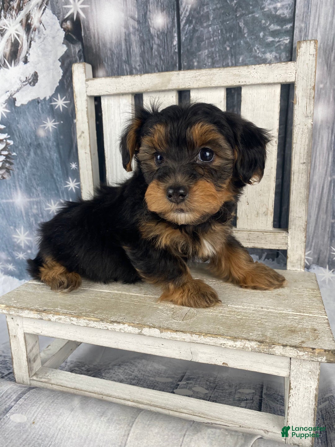 Yorkiepoo dogs for sale: Lacey - Ad 4