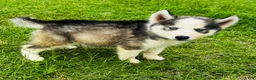 Siberian Husky dogs for sale: Sophie - Ad 18