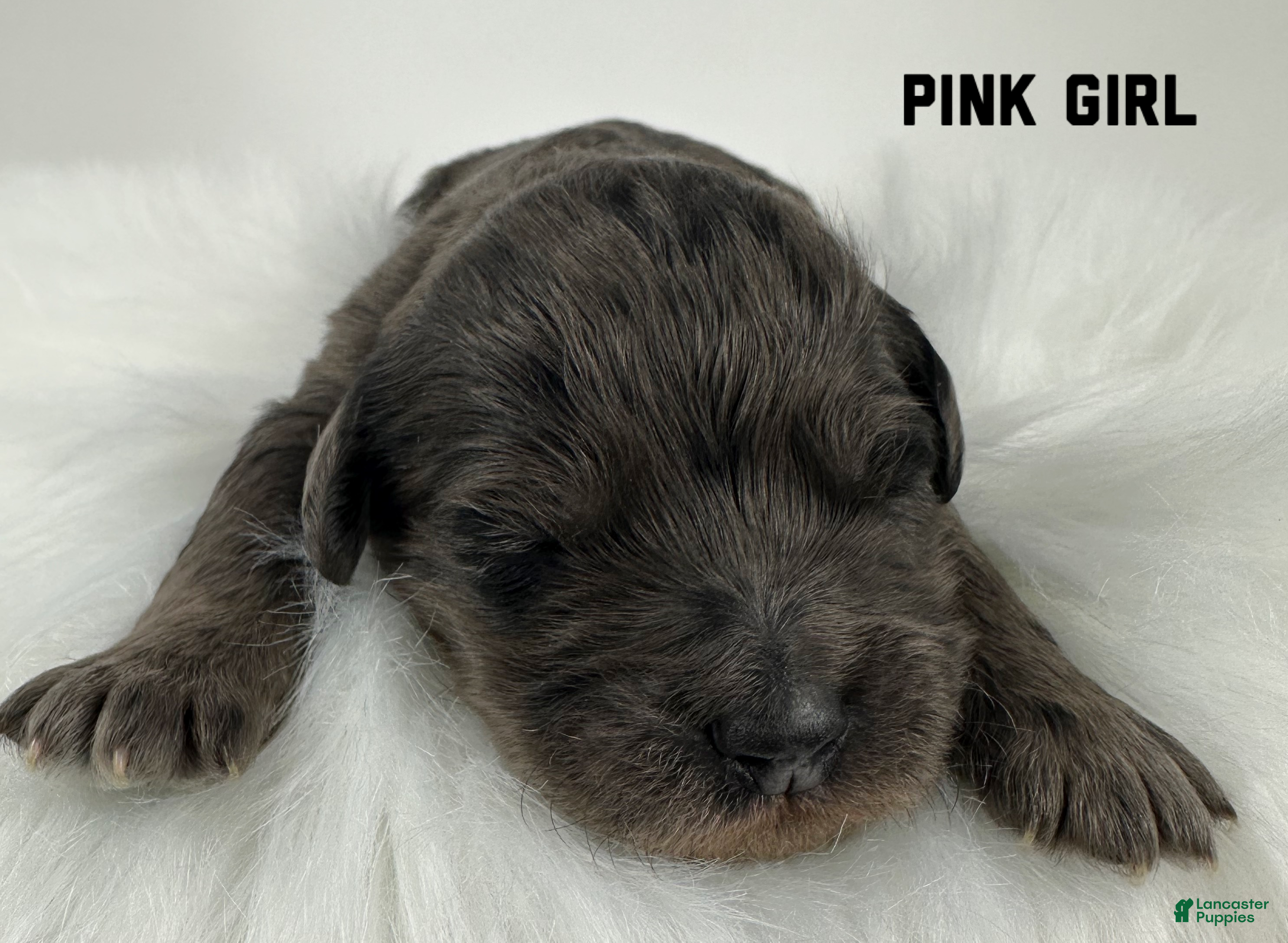 Goldendoodle dogs Goldendoodle Puppy 3 - Ad 41