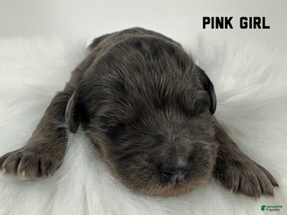 Goldendoodle dogs Goldendoodle Puppy 3 - Ad 36