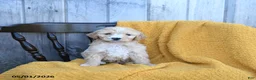 Goldendoodle dogs for sale: Mozzarella - Ad 3