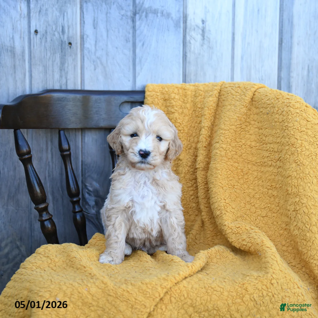 Goldendoodle dogs for sale: Mozzarella - Ad 3