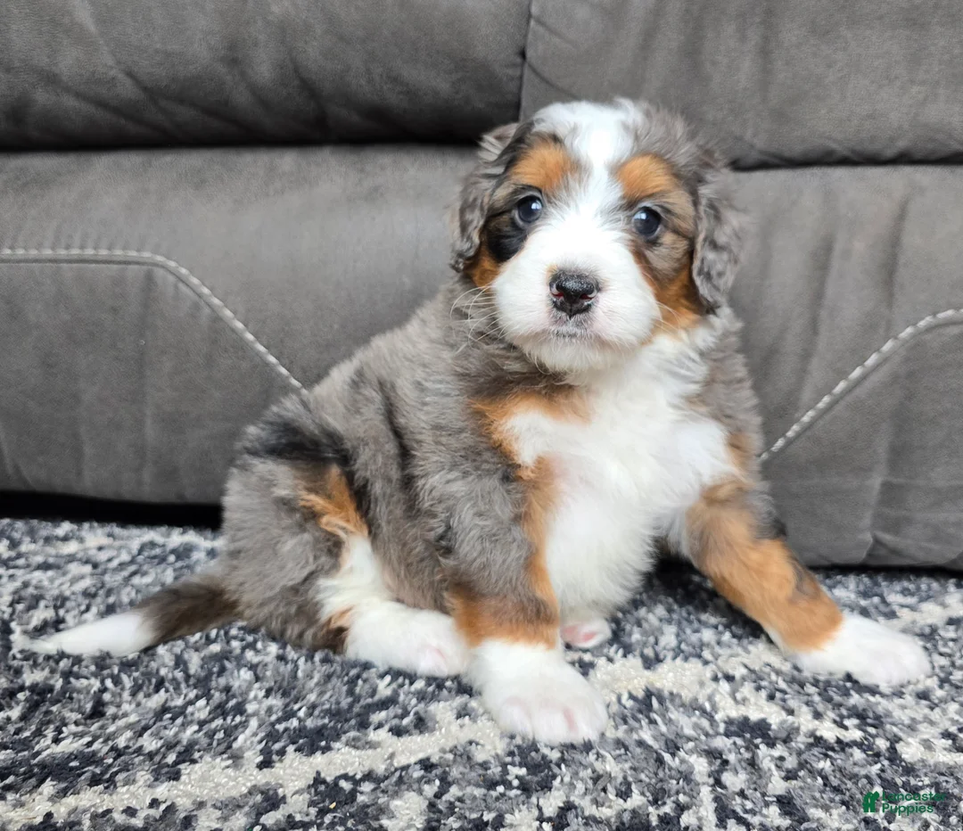 Mini Bernedoodle dogs for sale: Mini Alfie - Ad 15