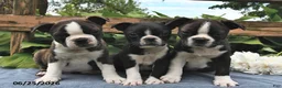 Boston Terrier dogs for sale: Ion - Ad 3