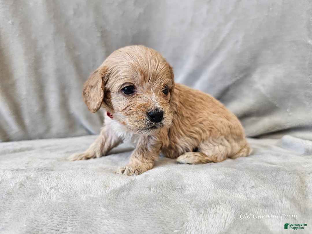 Cavapoo dogs for sale: Anellini - Ad 2