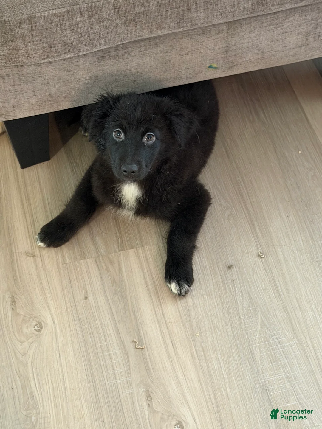 Australian Shepherd dogs for sale: Lil Dipper  - Ad 2