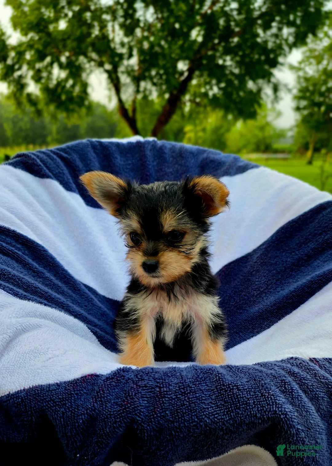 Yorkshire Terrier dogs for sale: Donald - Ad 13