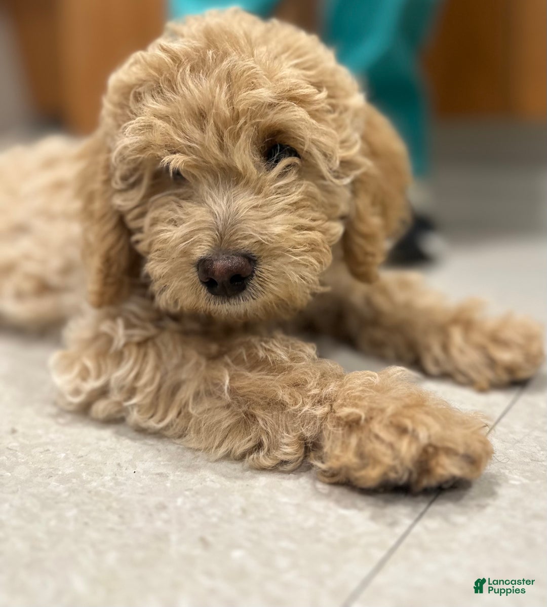 Mixed Breed dogs for sale: Mixed Breed Puppy 2 - Ad 5