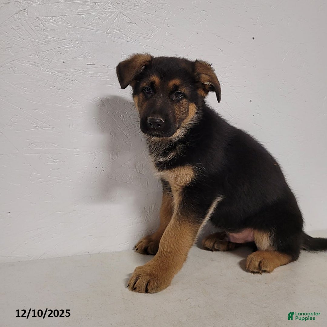 German Shepherd dogs for sale: Barney - Ad 7