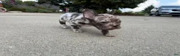 French Bulldog dogs for sale: Male Isabella Merle Puppy - Ad 10