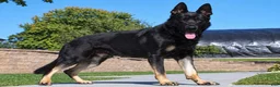German Shepherd dogs for sale: Rex - Ad 5