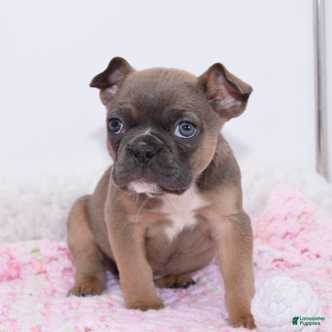 Mixed Breed dogs Frenchton puppy - Ad 28