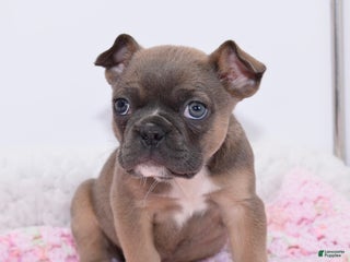 Mixed Breed dogs Frenchton puppy - Ad 23