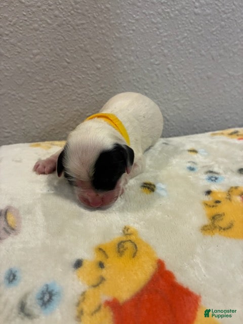 Cockapoo dogs Boy 1 - Ad 1