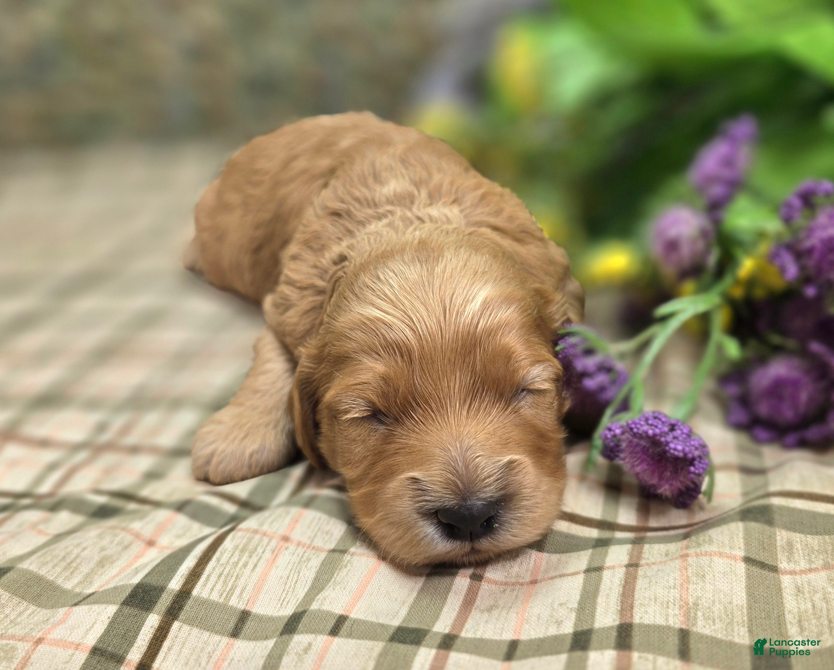 Cockapoo dogs Pips - Ad 11