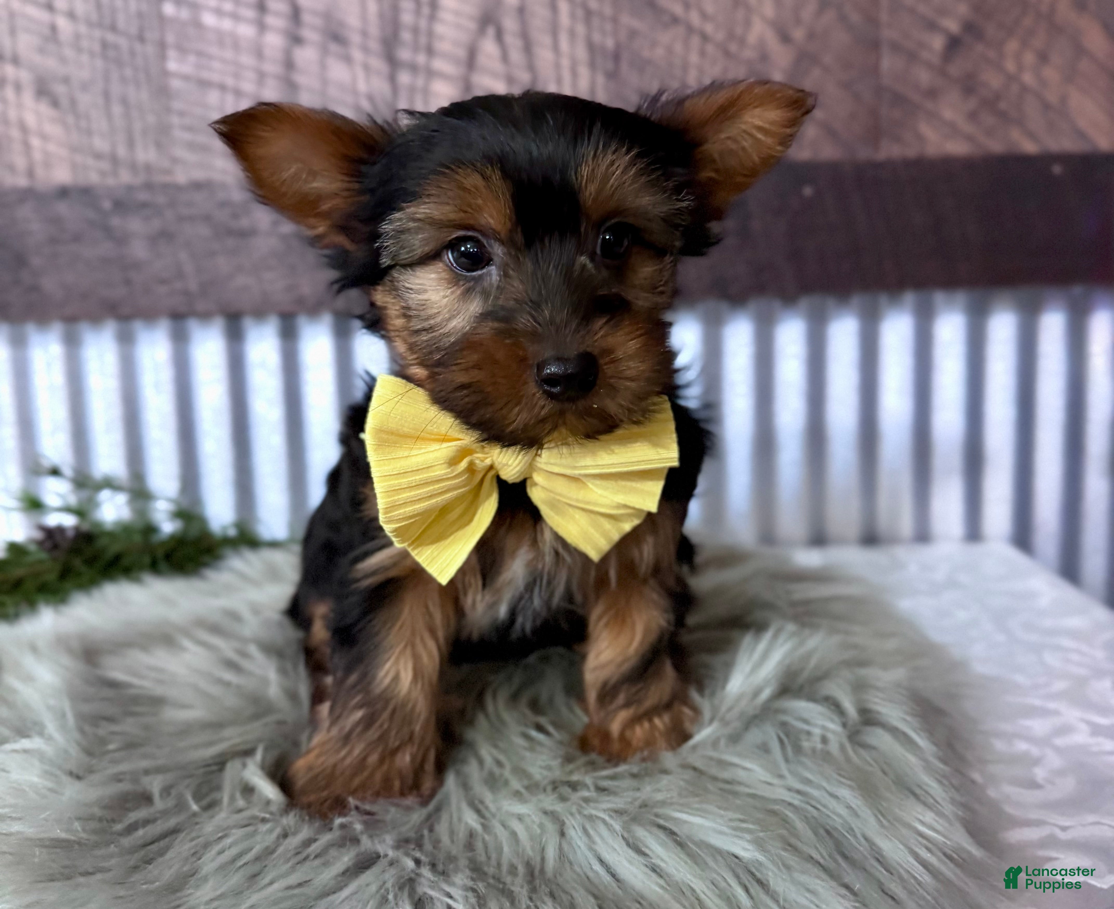 Yorkshire Terrier dogs Miles - Ad 1