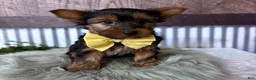 Yorkshire Terrier dogs for sale: Miles - Ad 1