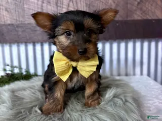 Yorkshire Terrier dogs for sale: Miles - Ad 3