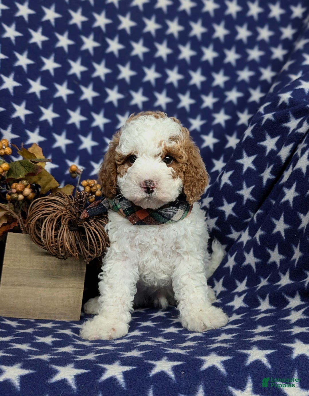 Miniature Poodle dogs for sale: Triton - Ad 1