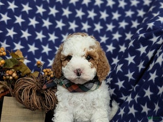 Miniature Poodle dogs Triton - Ad 32