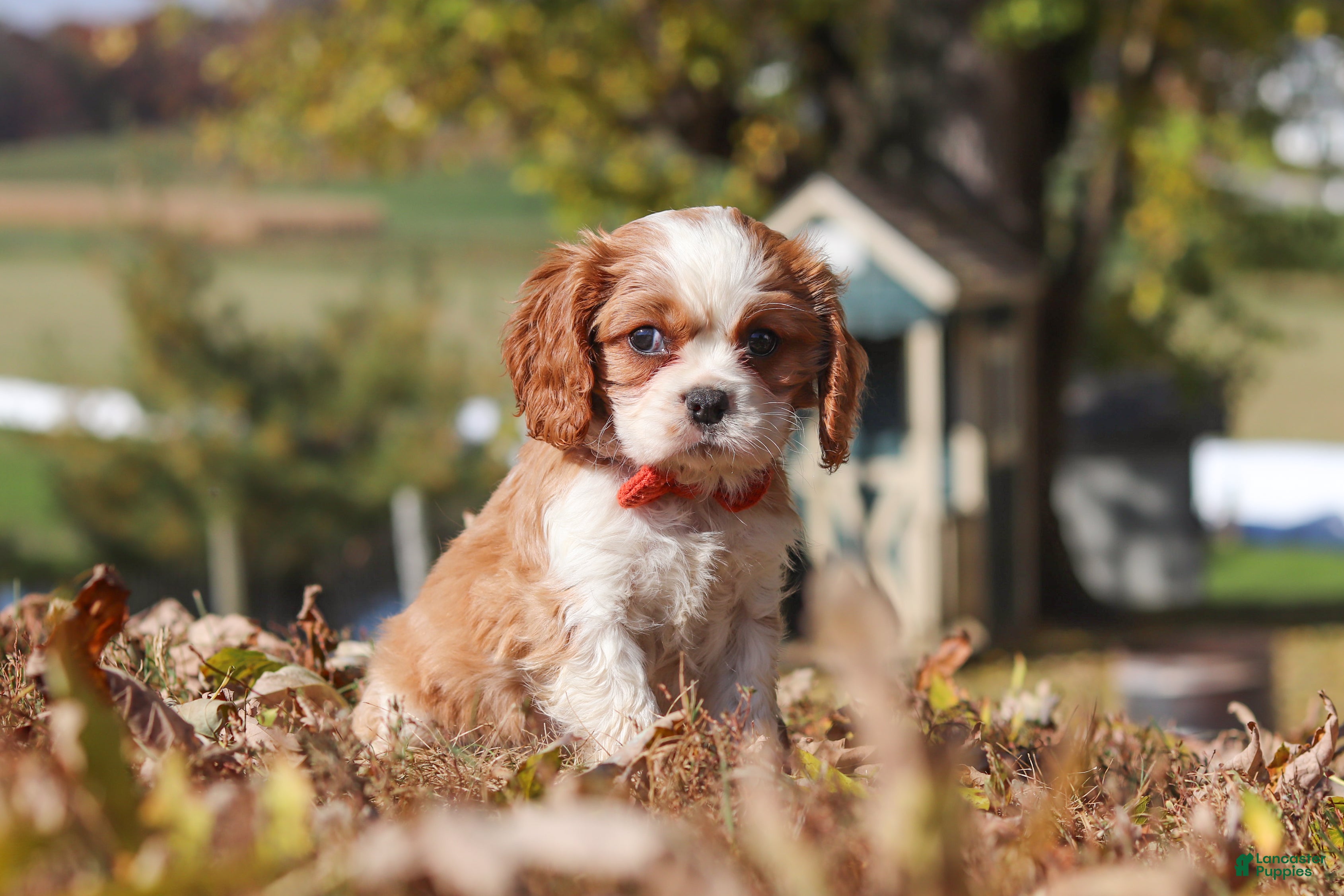 Cavalier King Charles Spaniel dogs for sale: Bingo - Ad 2