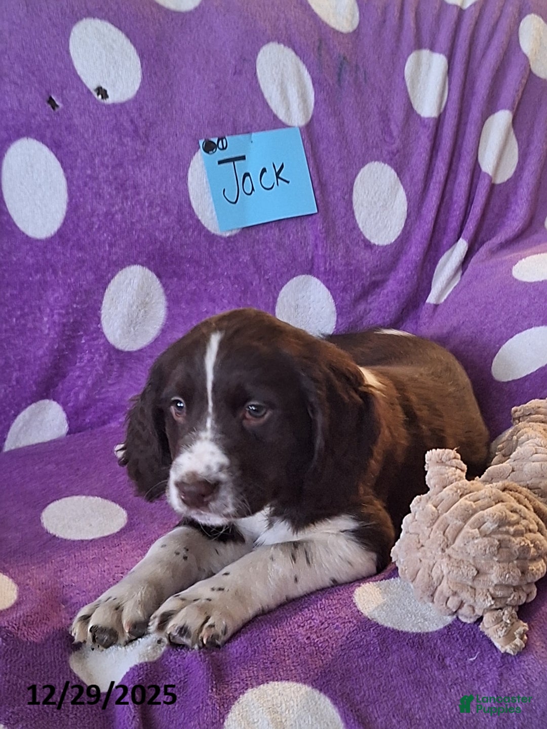 English Springer Spaniel dogs for sale: Jack  - Ad 2