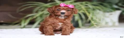 Cavapoo dogs for sale: Chloe - Ad 4