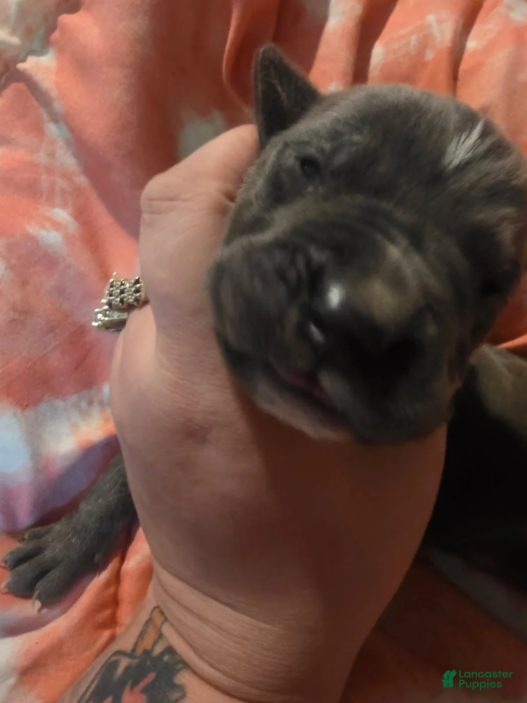 Cane Corso dogs for sale: Gray Male Brindle 3 - Ad 2