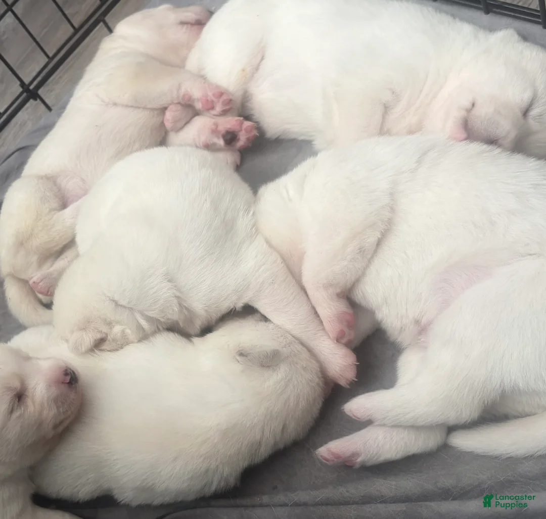 Pomsky dogs for sale: Snow - Ad 2