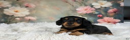 Miniature Dachshund dogs for sale: AKC-Murphy - Ad 5