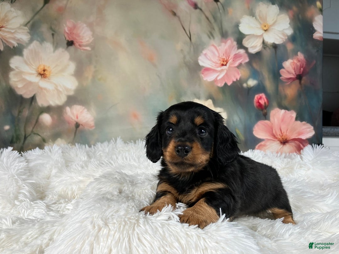 Miniature Dachshund dogs for sale: AKC-Murphy - Ad 5