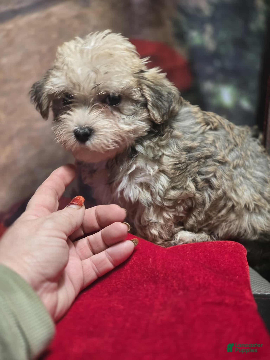 Maltipoo dogs for sale: Albert - Ad 7